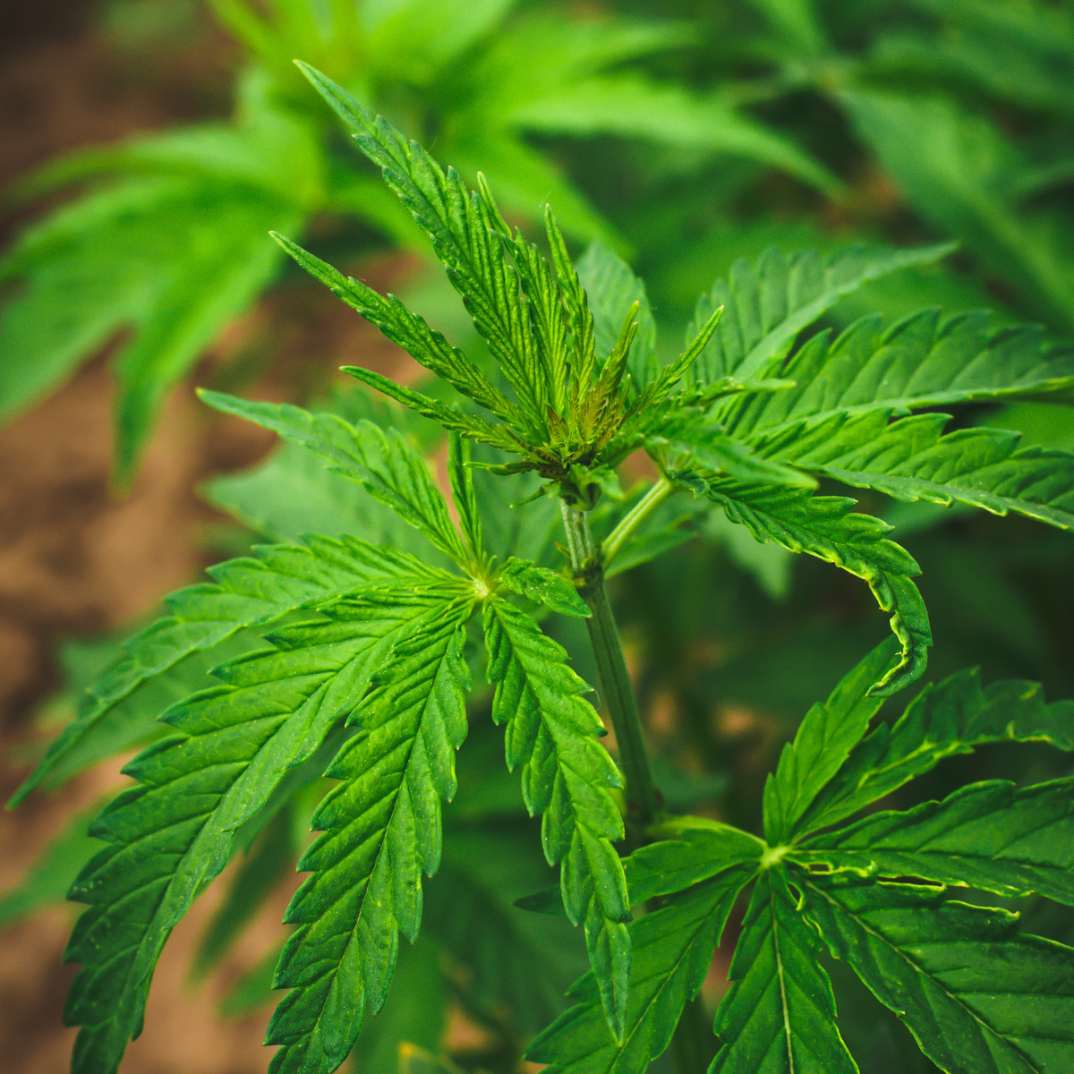 CBD for Beginners: Everything You Need to Know – Natures Wealth